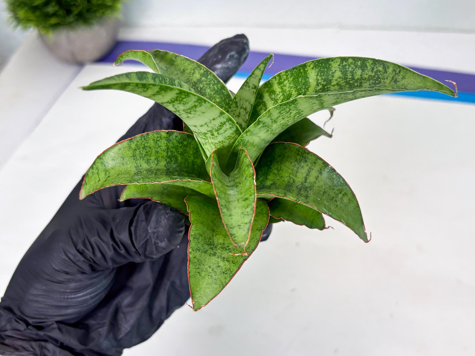 Sansevieria Mutia (ba1) (11) | Rara Hybrid