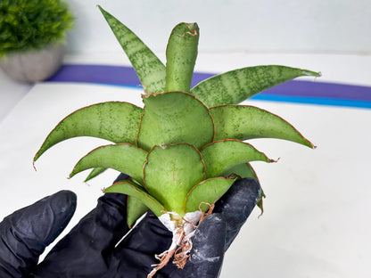 Sansevieria Mutia (ba1) (11) | Rara Hybrid