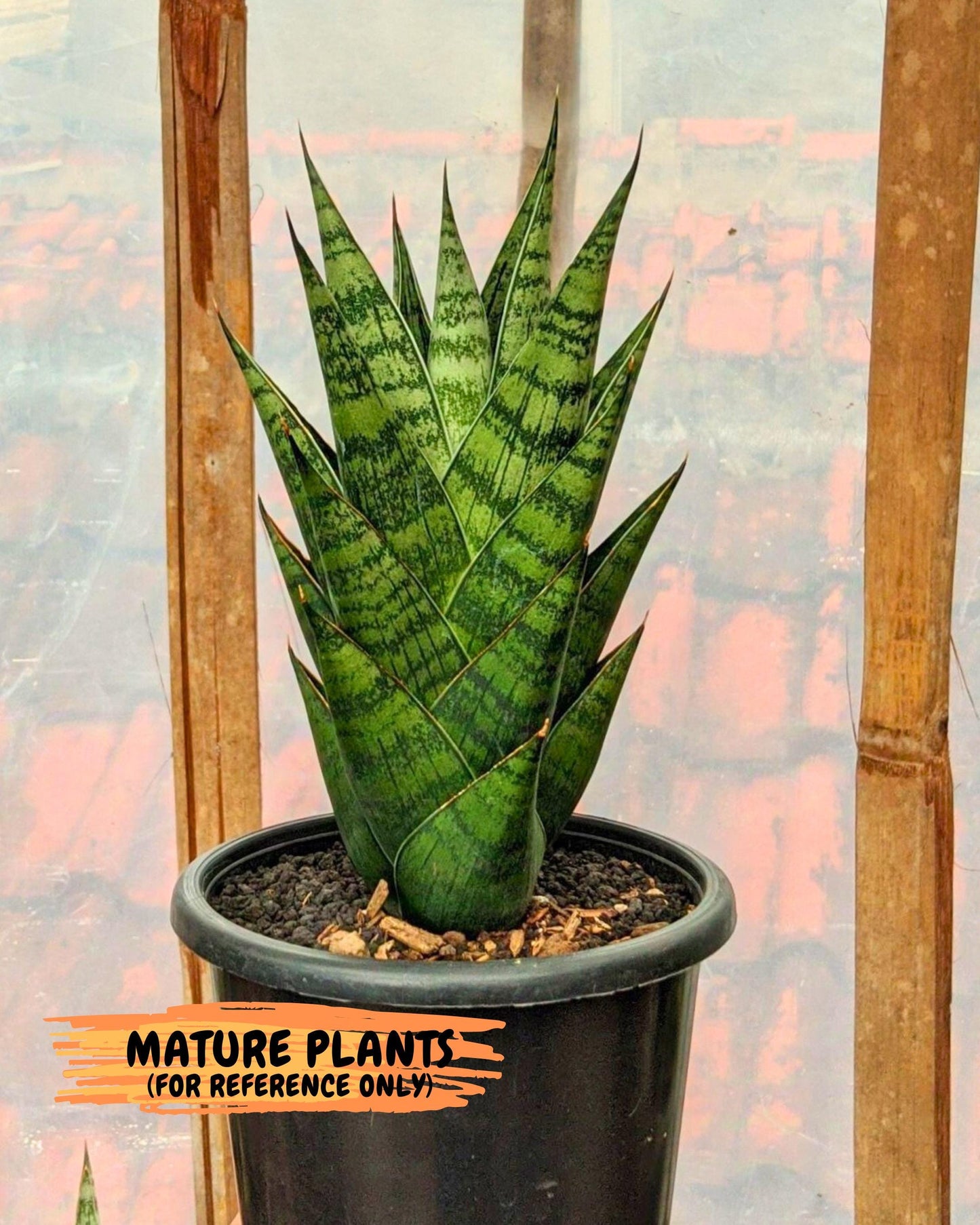 Sansevieria Ratu saba (ba1) (3) | Rare imported