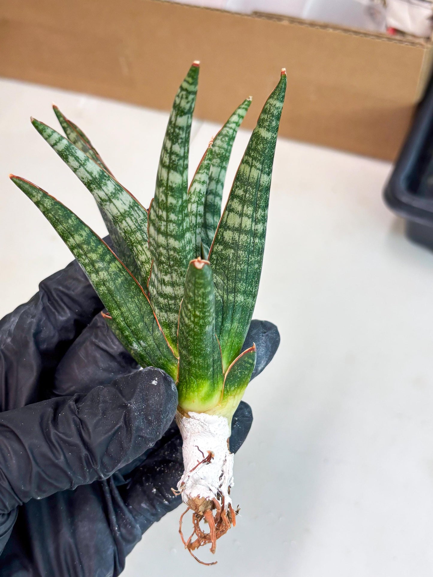 Sansevieria Abra (ba1) (16) | Rara Hybrid