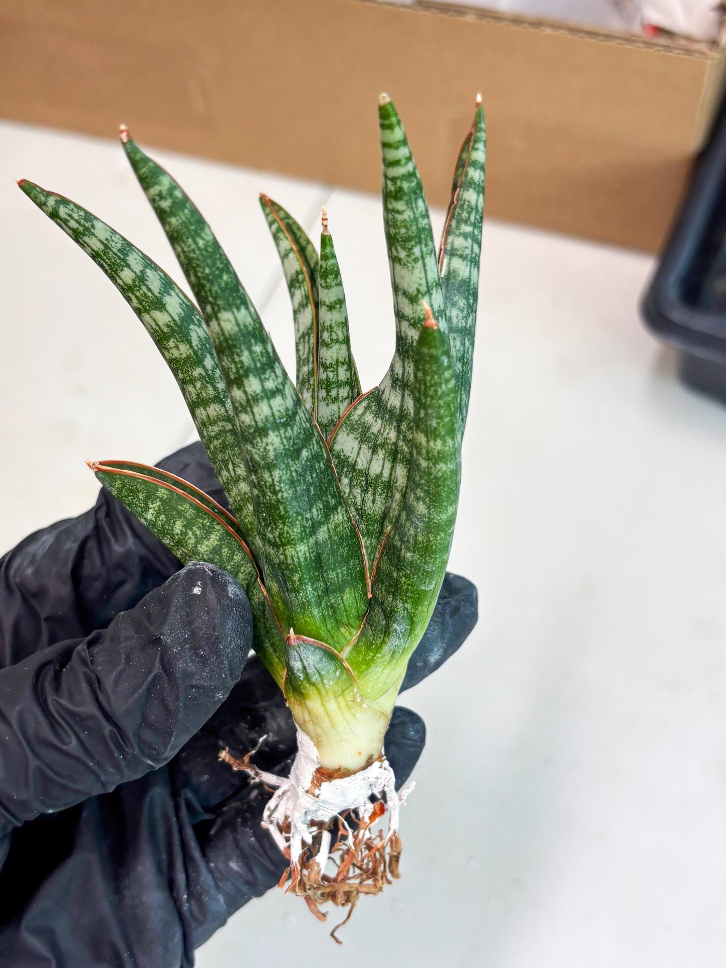 Sansevieria Abra (ba1) (16) | Rara Hybrid