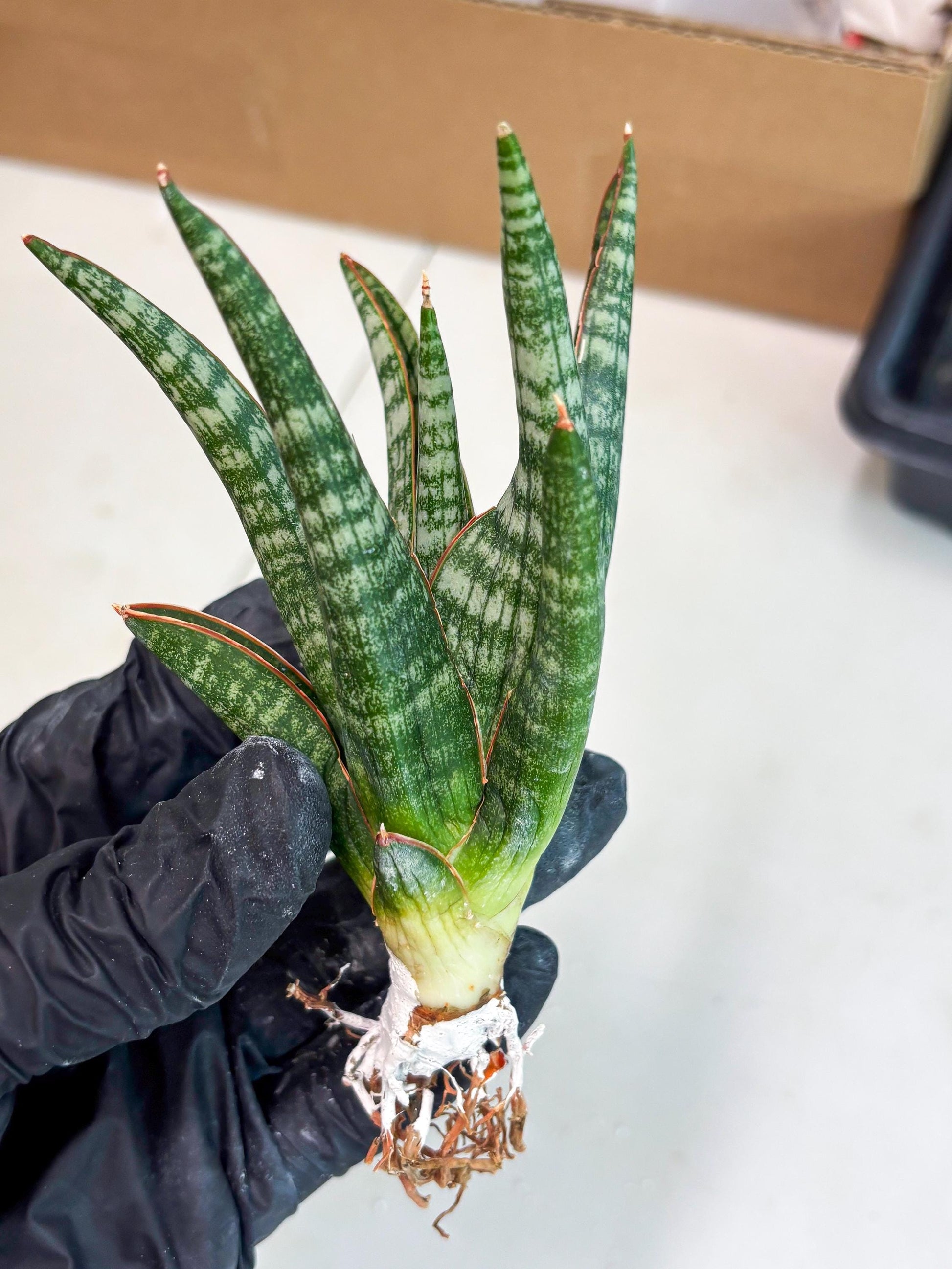 Sansevieria Abra (ba1) (16) | Rara Hybrid