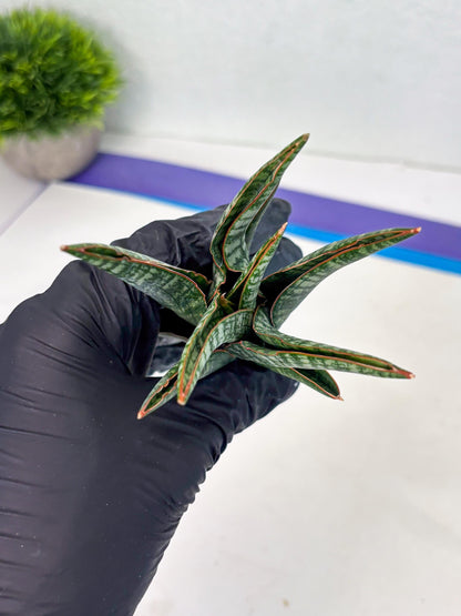 Sansevieria Abra (ba1) (16) | Rara Hybrid