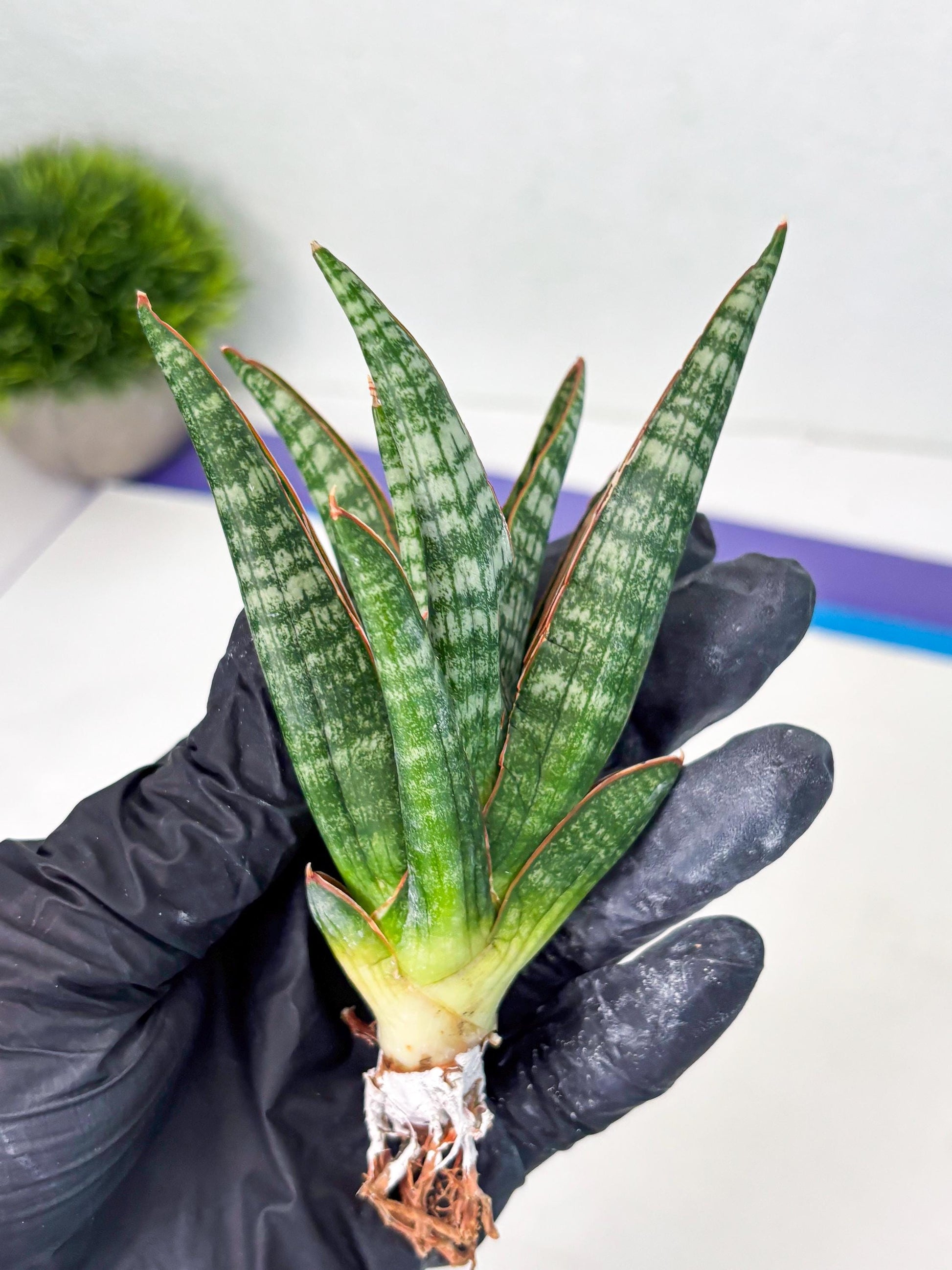 Sansevieria Abra (ba1) (16) | Rara Hybrid