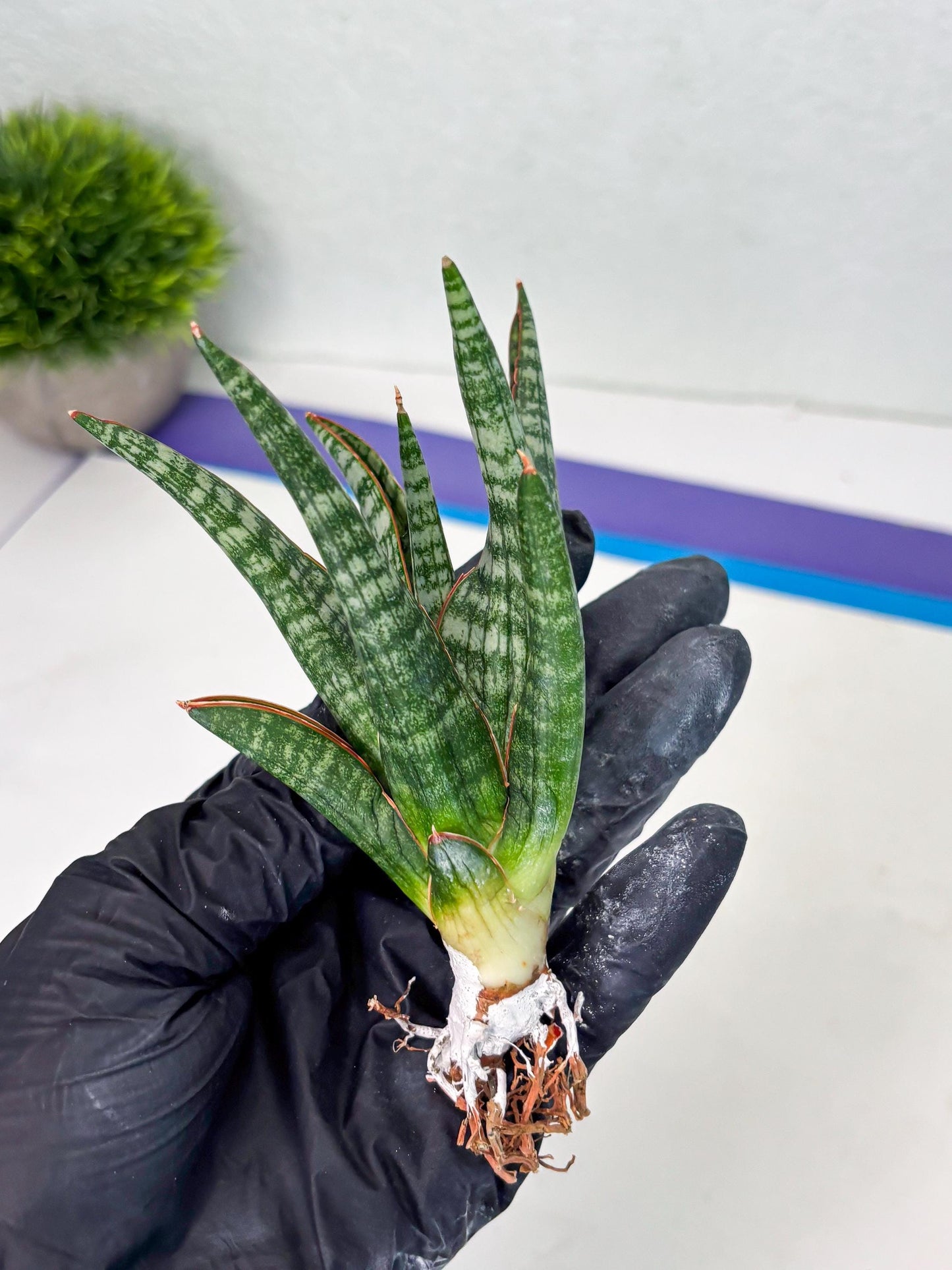 Sansevieria Abra (ba1) (16) | Rara Hybrid