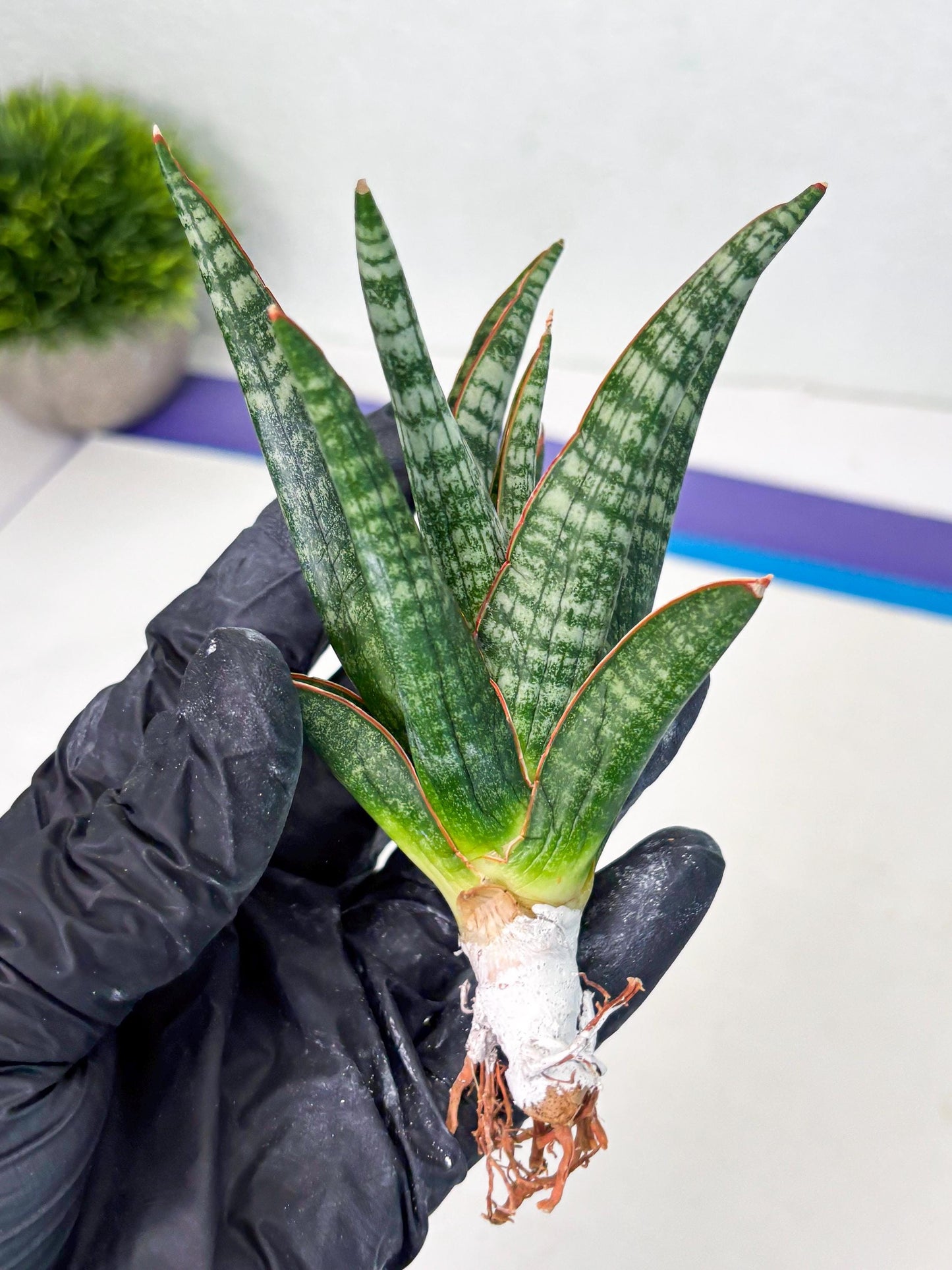 Sansevieria Abra (ba1) (16) | Rara Hybrid