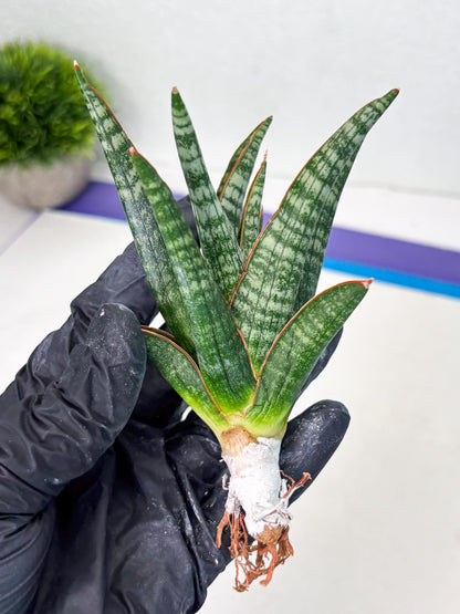 Sansevieria Abra (ba1) (16) | Rara Hybrid