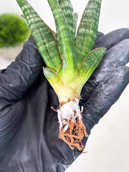 Sansevieria Abra (ba1) (16) | Rara Hybrid