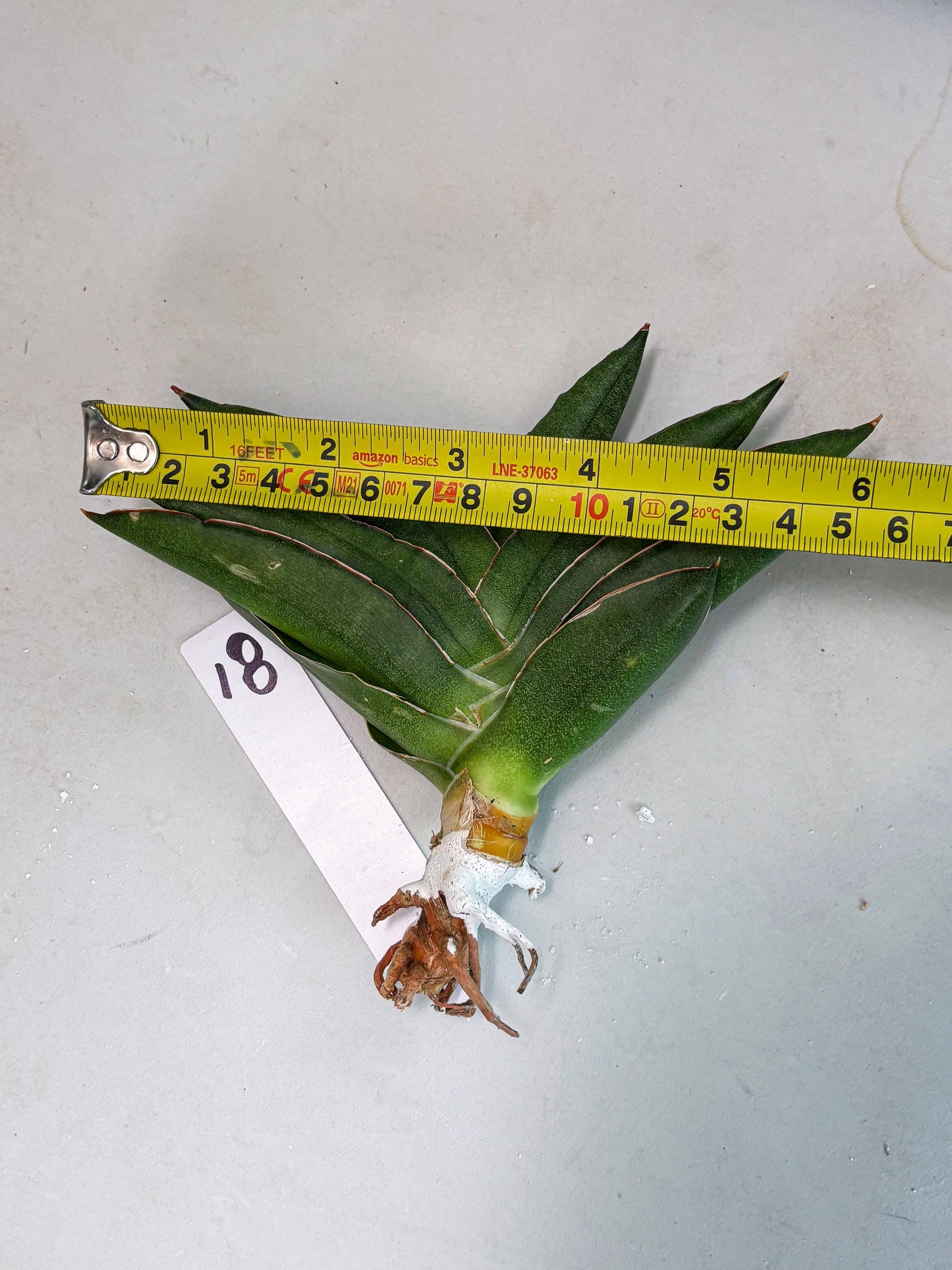 Sansevieria Adaman (ba1) (18) | Rare imported