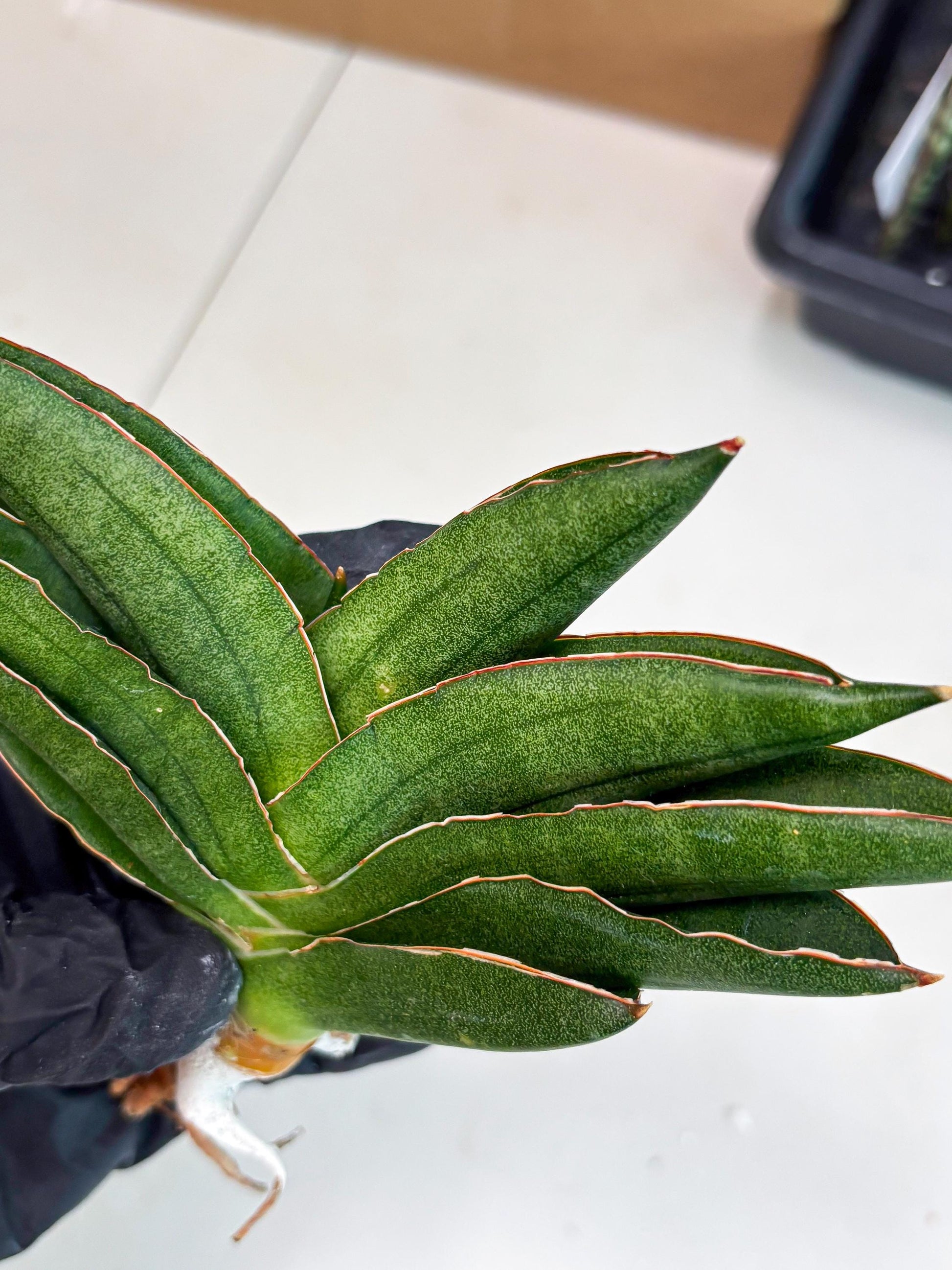 Sansevieria Adaman (ba1) (18) | Rare imported
