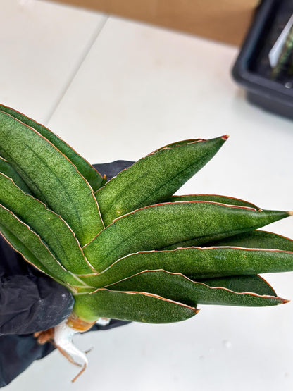 Sansevieria Adaman (ba1) (18) | Rare imported