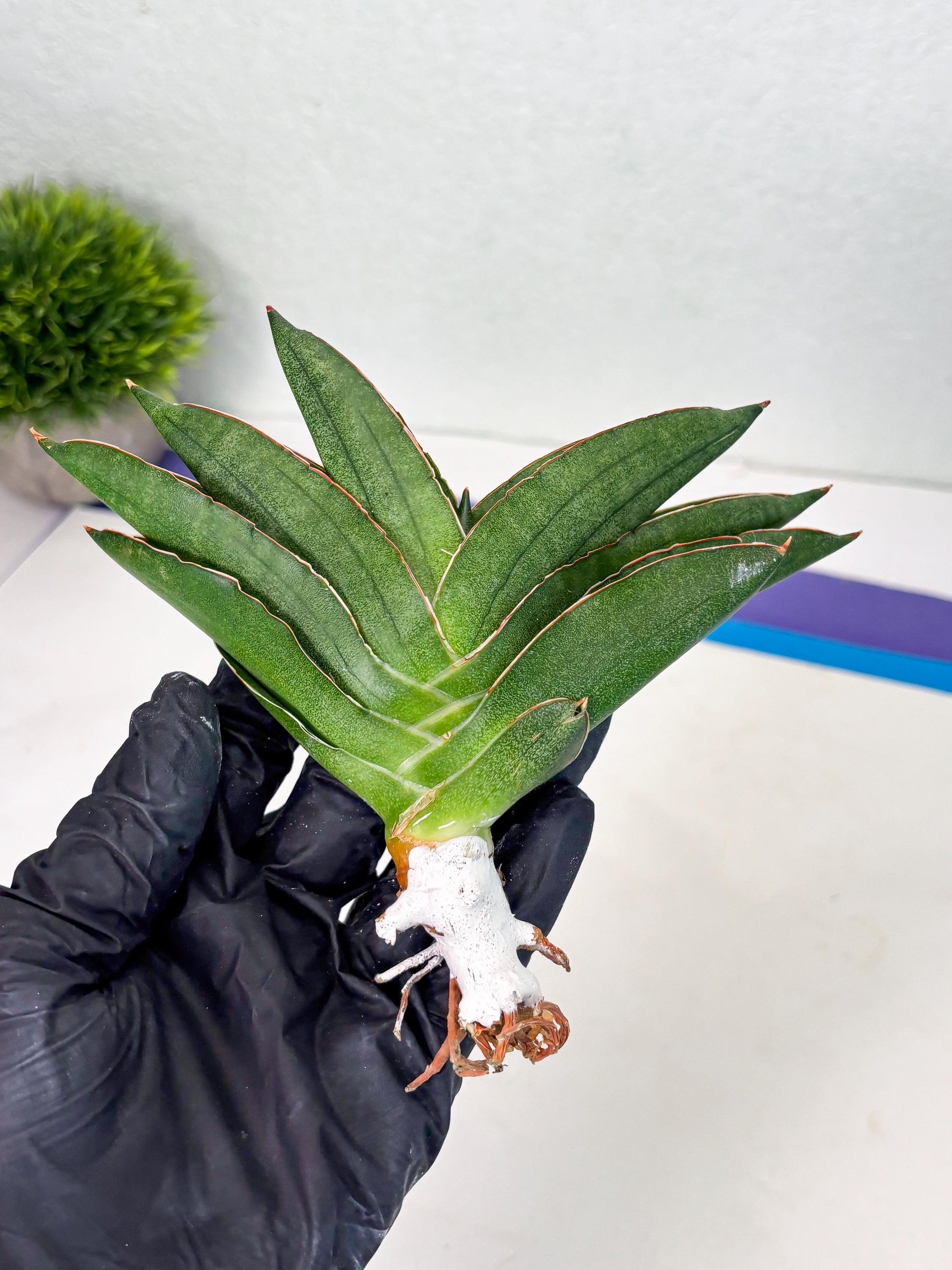 Sansevieria Adaman (ba1) (18) | Rare imported