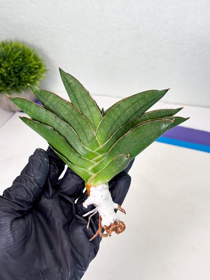 Sansevieria Adaman (ba1) (18) | Rare imported