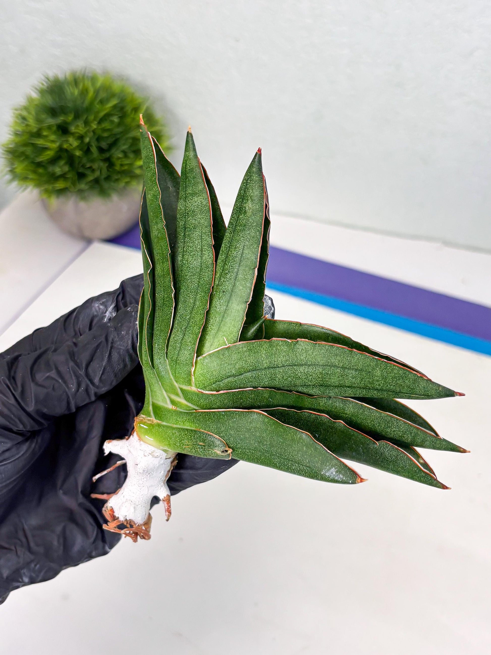 Sansevieria Adaman (ba1) (18) | Rare imported