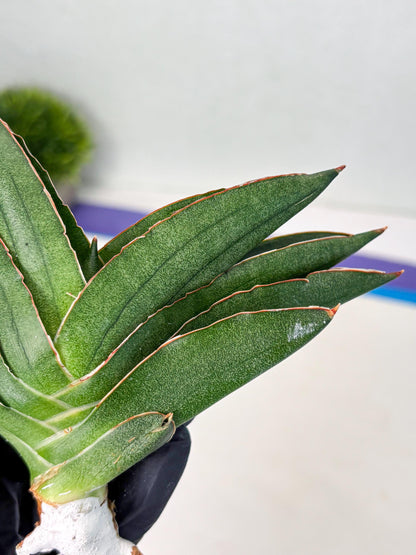 Sansevieria Adaman (ba1) (18) | Rare imported