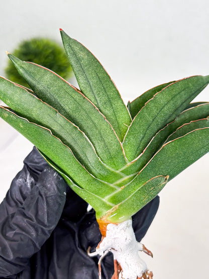 Sansevieria Adaman (ba1) (18) | Rare imported
