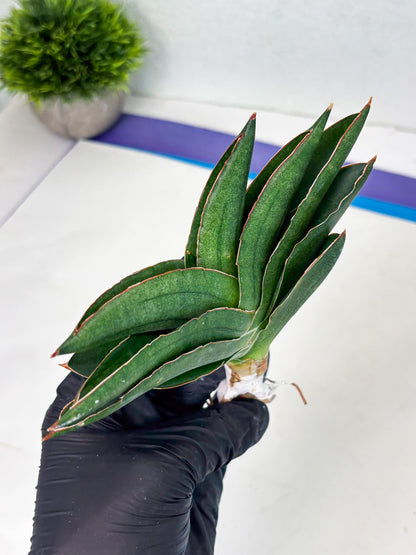 Sansevieria Adaman (ba1) (18) | Rare imported