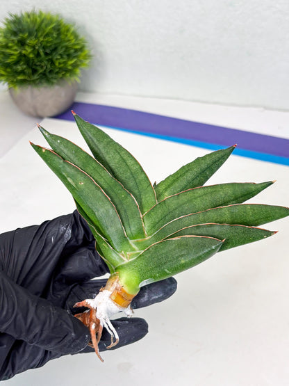 Sansevieria Adaman (ba1) (18) | Rare imported