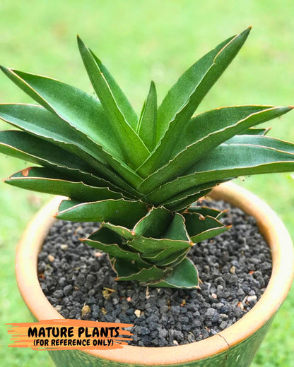 Sansevieria Adaman (ba1) (18) | Rare imported