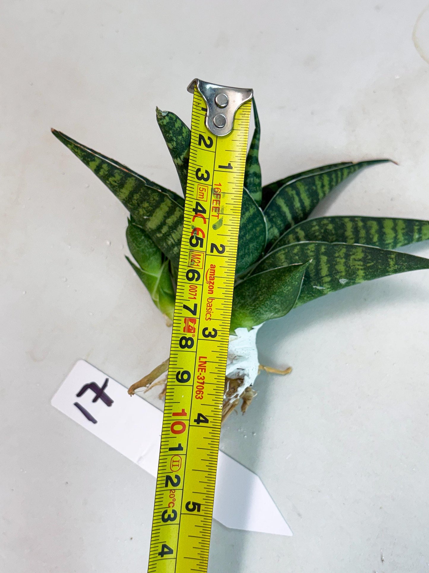 Sansevieria Pegeta (ba1) (17) | Rare imported