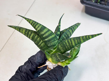 Sansevieria Pegeta (ba1) (17) | Rare imported