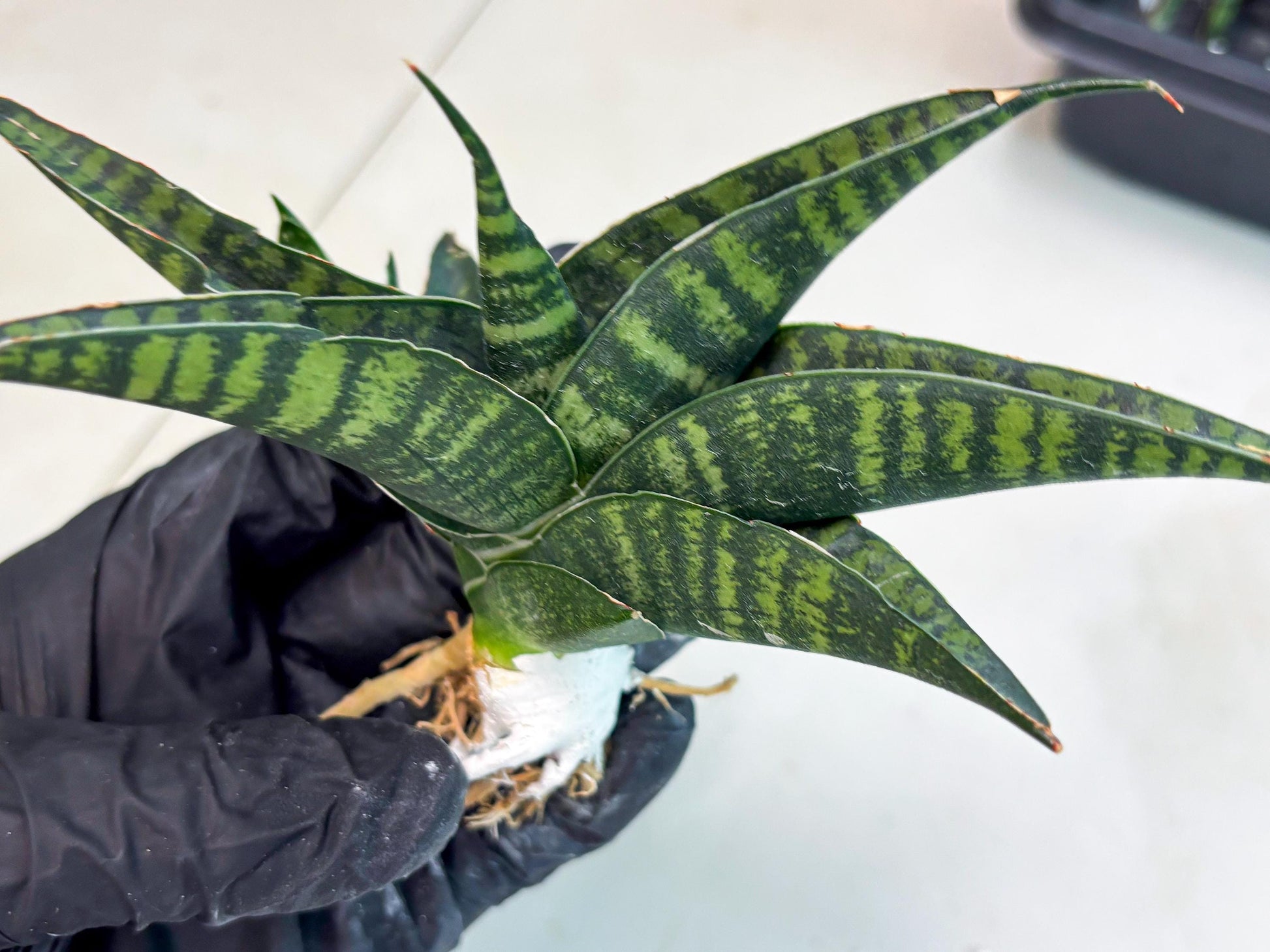 Sansevieria Pegeta (ba1) (17) | Rare imported