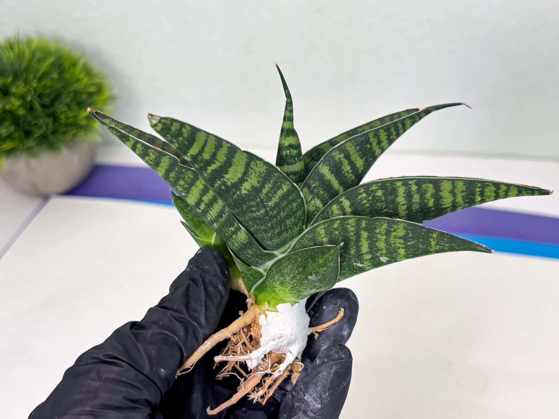 Sansevieria Pegeta (ba1) (17) | Rare imported