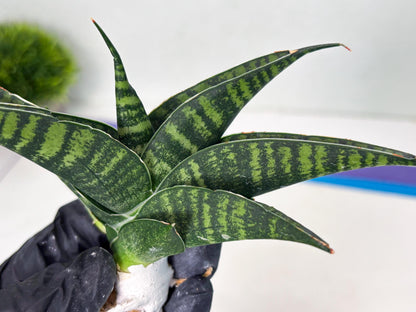 Sansevieria Pegeta (ba1) (17) | Rare imported