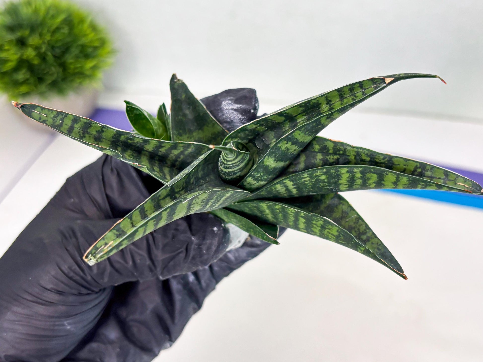 Sansevieria Pegeta (ba1) (17) | Rare imported