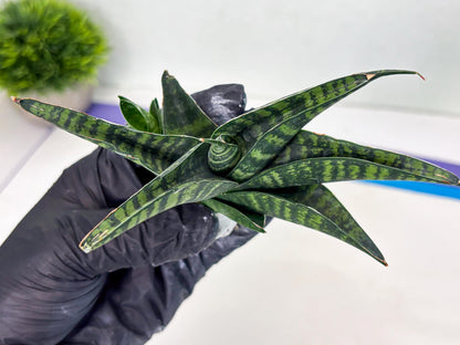 Sansevieria Pegeta (ba1) (17) | Rare imported