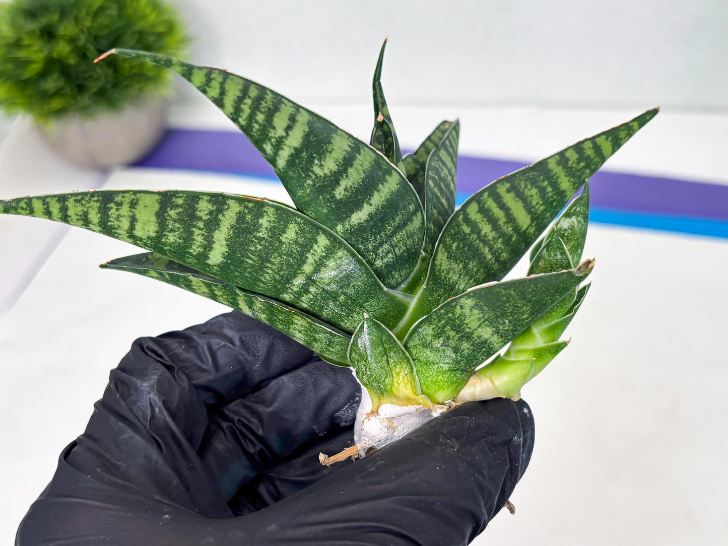 Sansevieria Pegeta (ba1) (17) | Rare imported