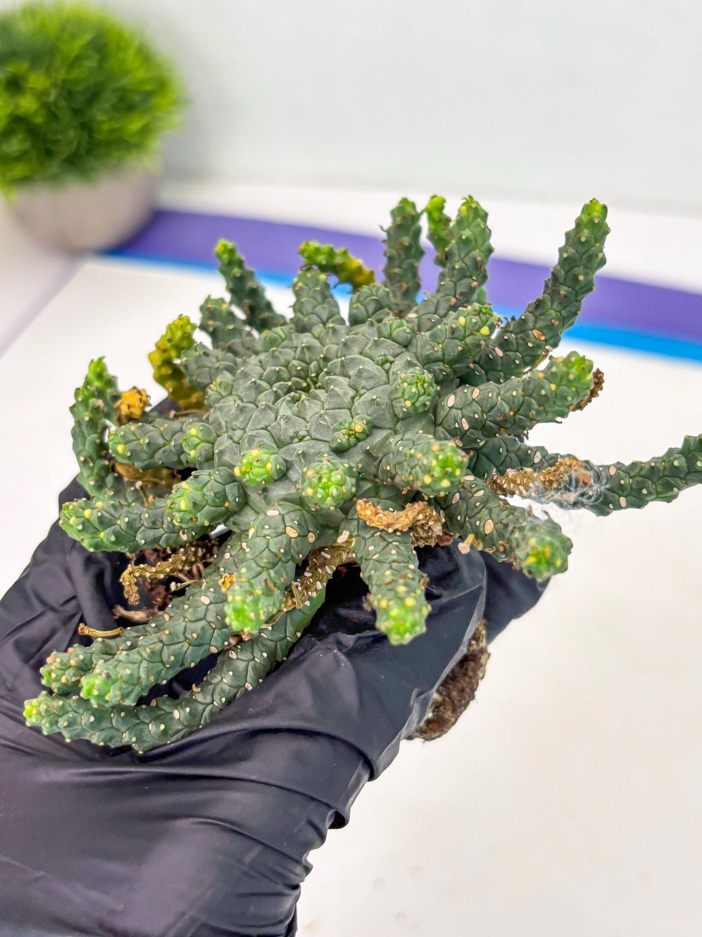 Euphorb Flanaganii- medusa plant (y) | Imported Plants