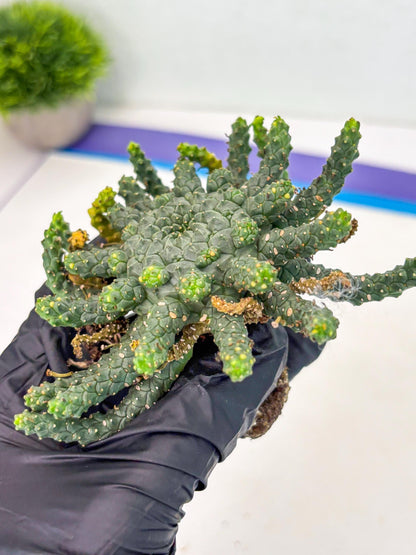 Euphorb Flanaganii- medusa plant (y) | Imported Plants