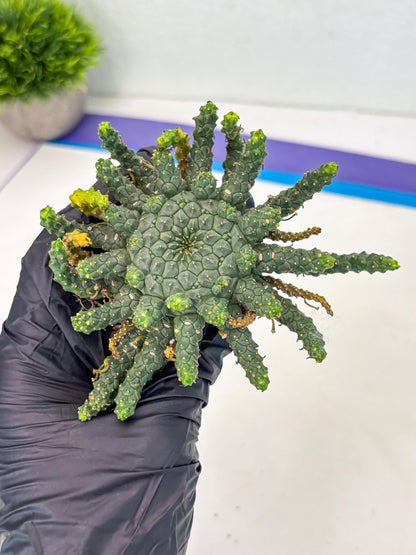 Euphorb Flanaganii- medusa plant (y) | Imported Plants