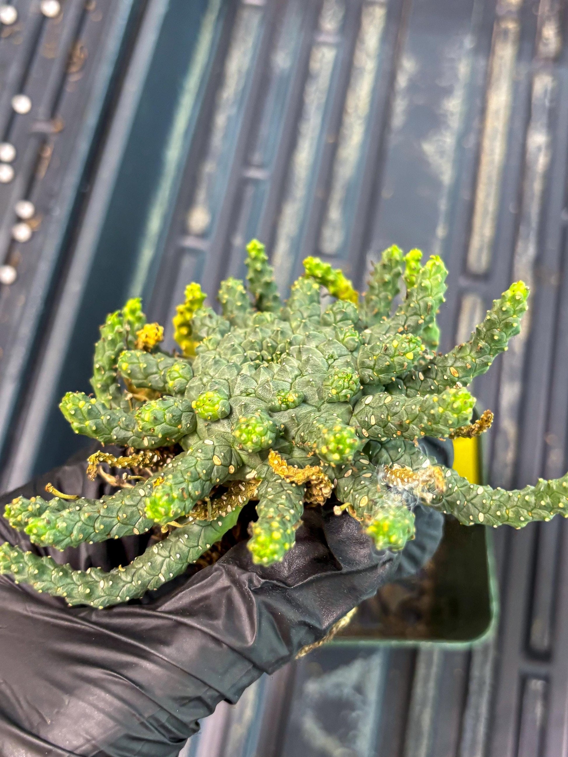 Euphorb Flanaganii- medusa plant (y) | Imported Plants
