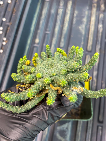 Euphorb Flanaganii- medusa plant (y) | Imported Plants