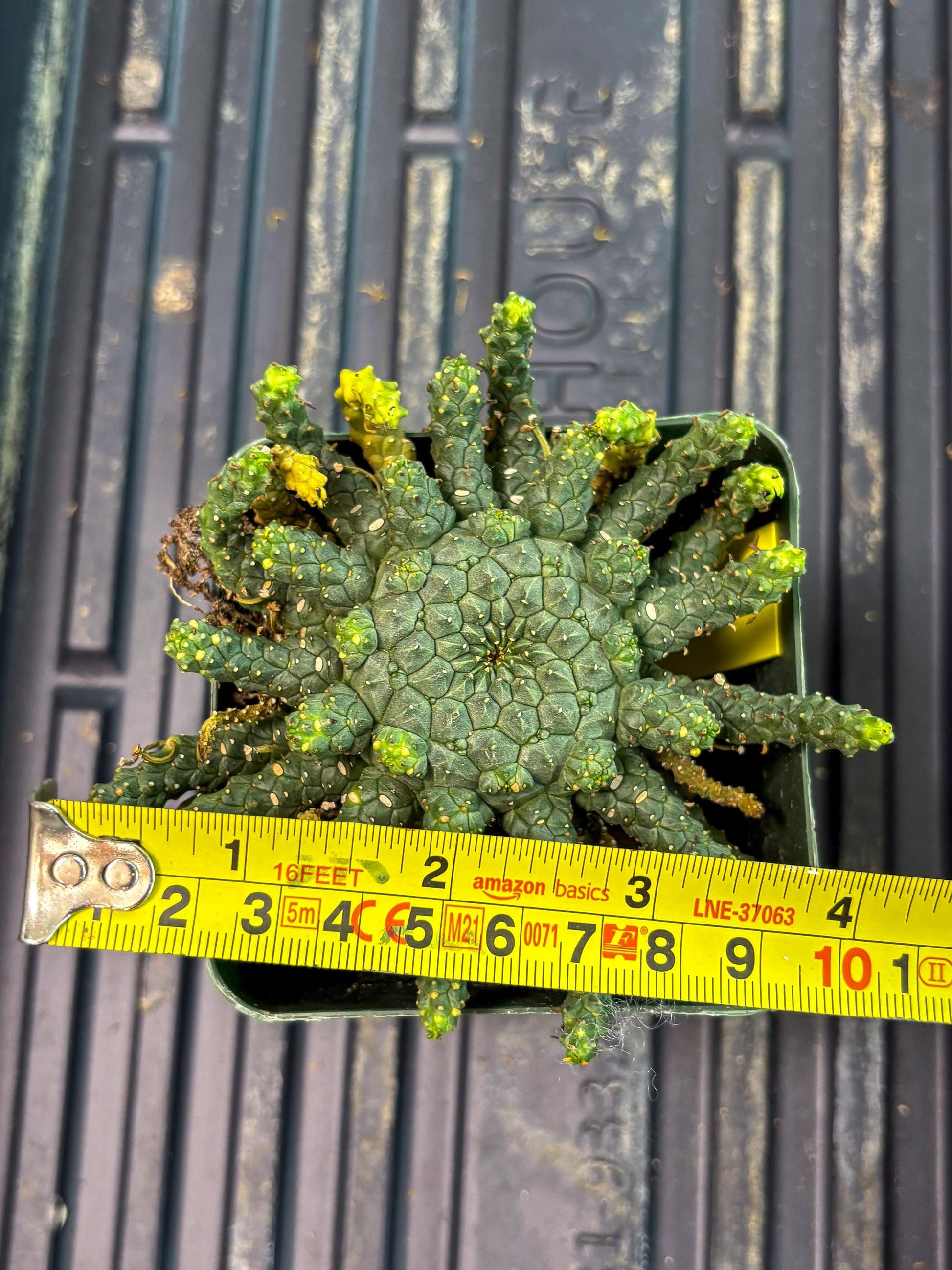 Euphorb Flanaganii- medusa plant (y) | Imported Plants