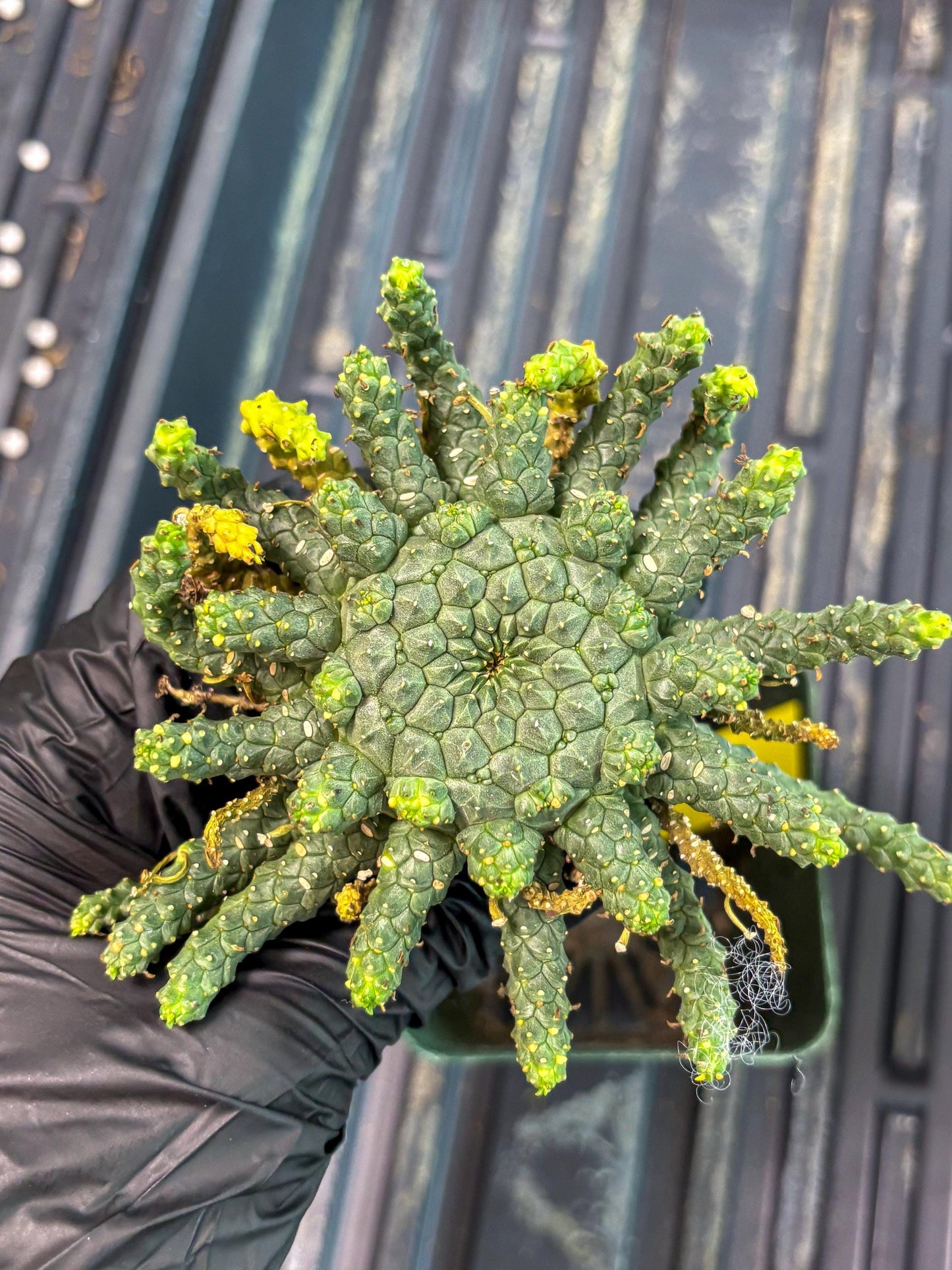 Euphorb Flanaganii- medusa plant (y) | Imported Plants