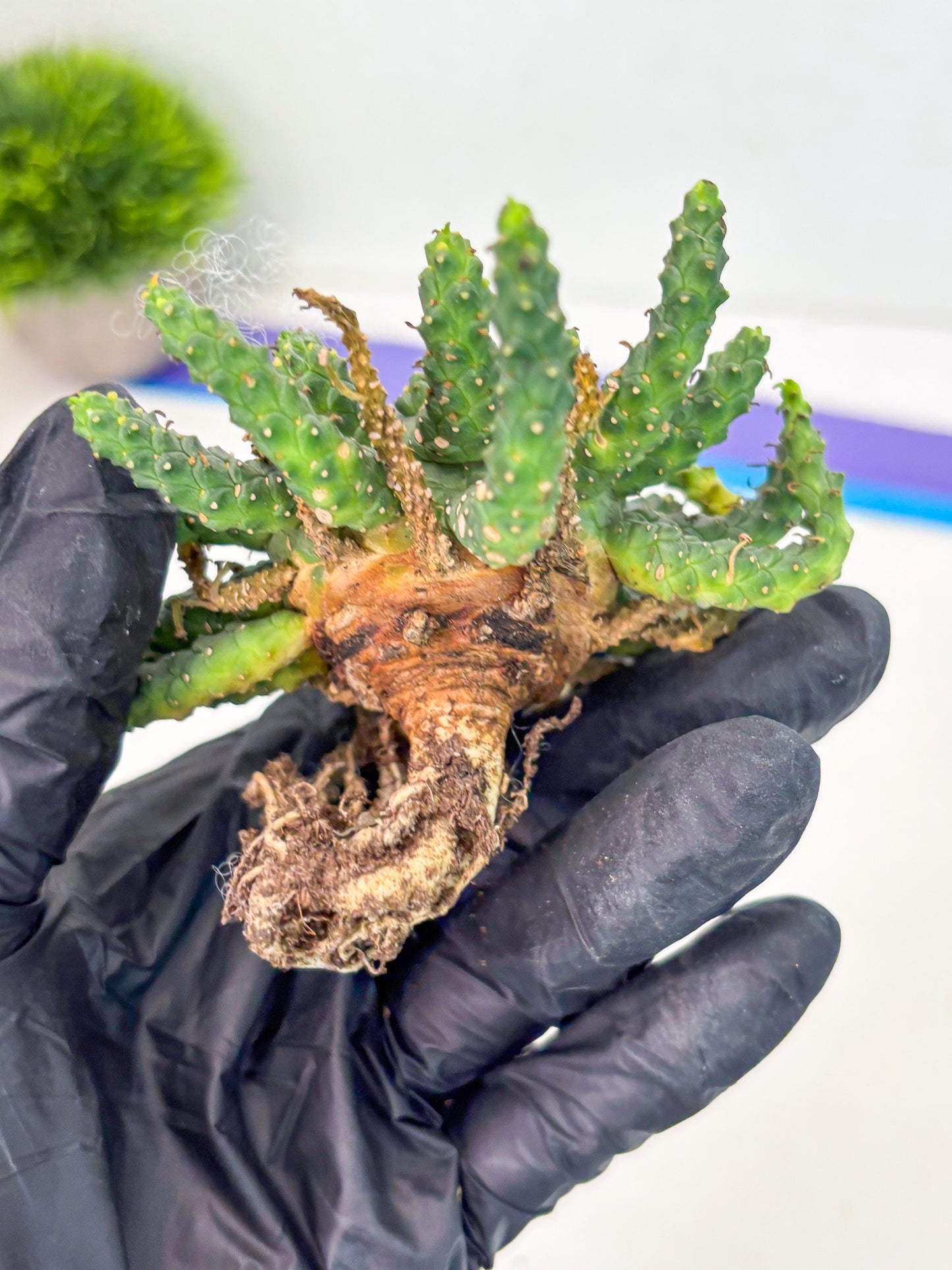 Euphorb Flanaganii- medusa plant (y) | Imported Plants