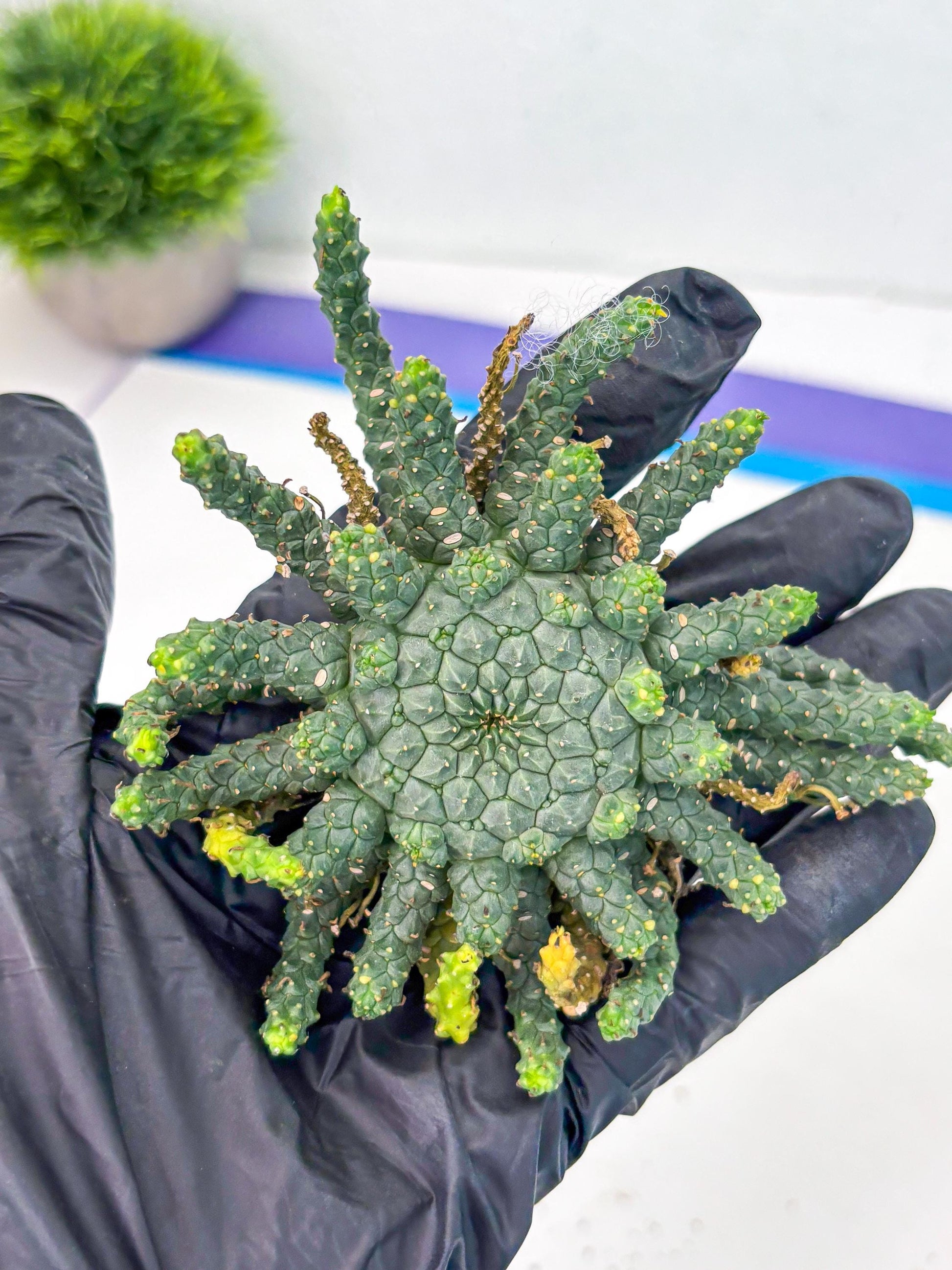 Euphorb Flanaganii- medusa plant (y) | Imported Plants