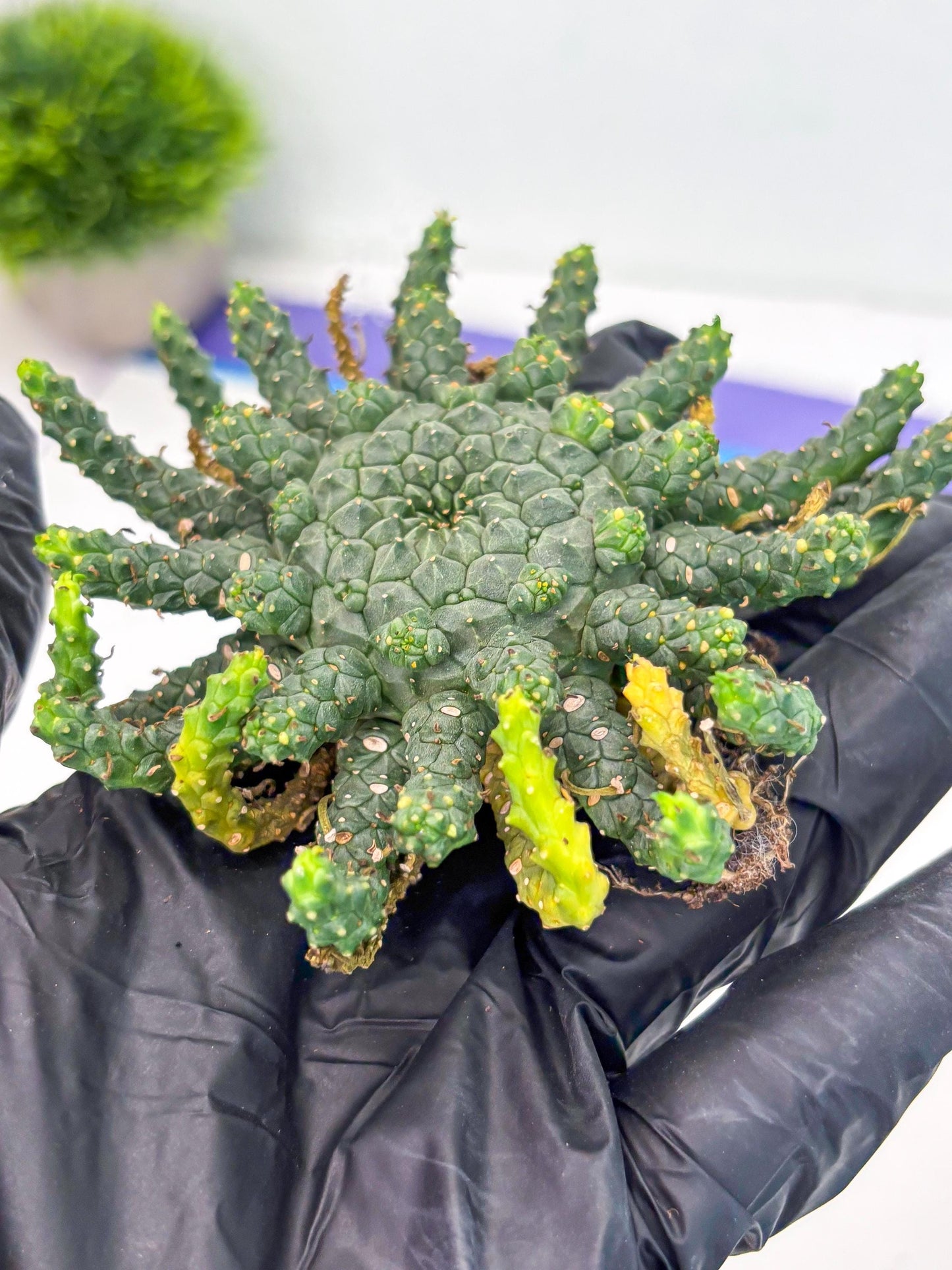 Euphorb Flanaganii- medusa plant (y) | Imported Plants