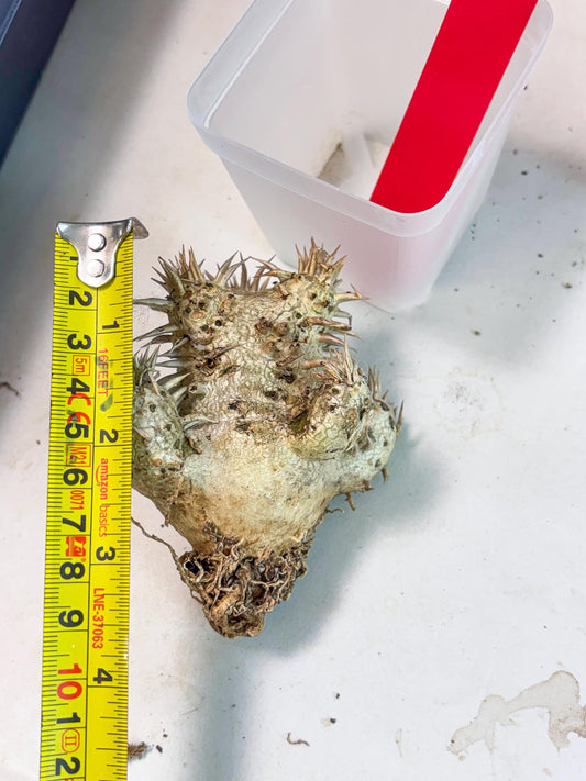 Bevicaule Baker (r) | The plants are not dead-3-month warranty.