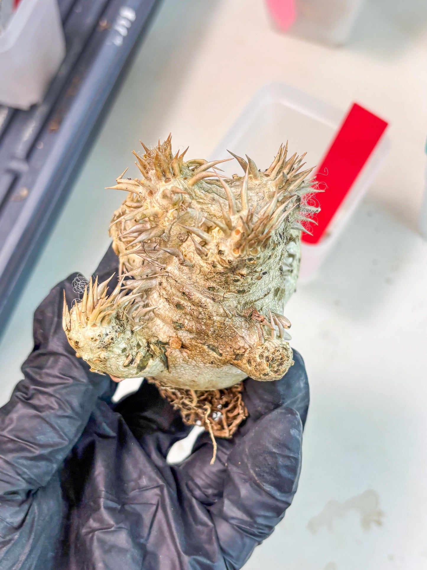 Bevicaule Baker (r) | The plants are not dead-3-month warranty.