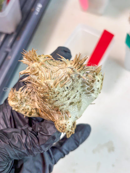 Bevicaule Baker (r) | The plants are not dead-3-month warranty.