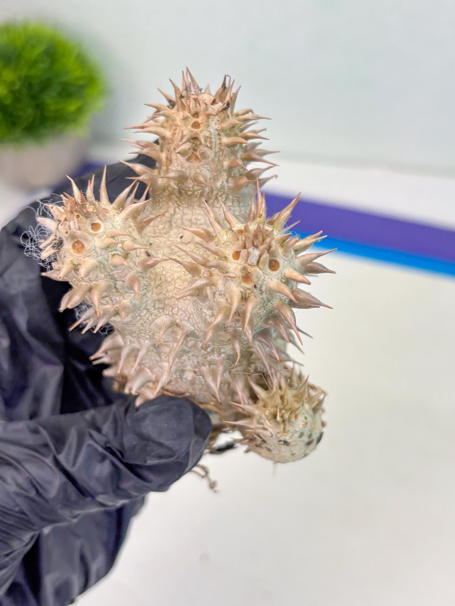 Bevicaule Baker (b) | The plants are not dead-3-month warranty.