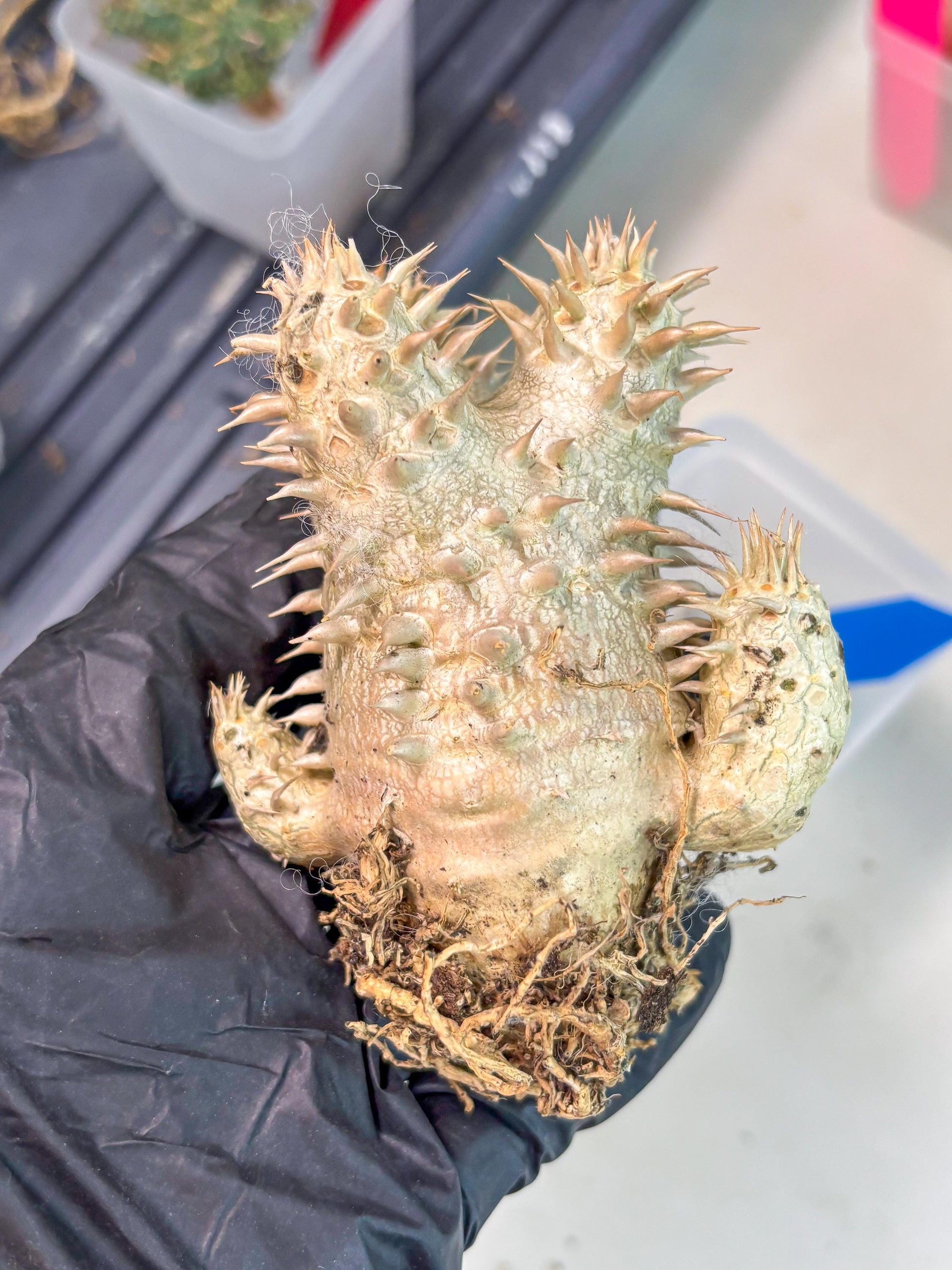 Bevicaule Baker (b) | The plants are not dead-3-month warranty.