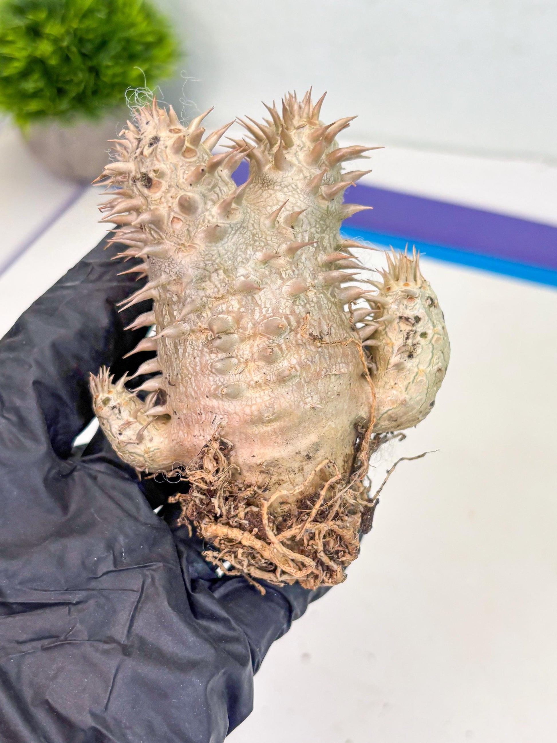 Bevicaule Baker (b) | The plants are not dead-3-month warranty.