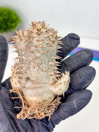 Bevicaule Baker (b) | The plants are not dead-3-month warranty.