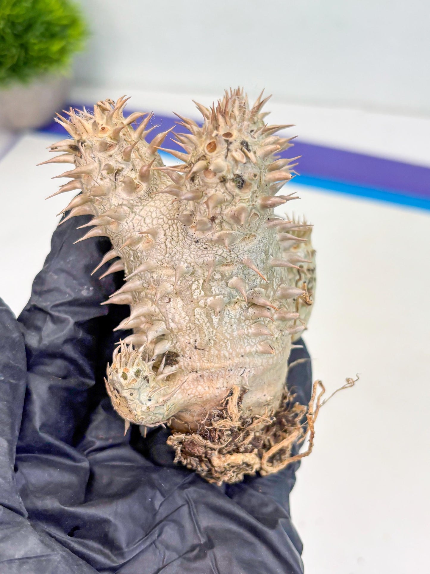 Bevicaule Baker (b) | The plants are not dead-3-month warranty.