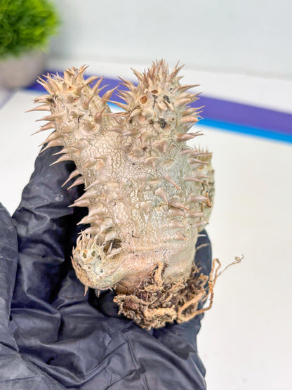 Bevicaule Baker (b) | The plants are not dead-3-month warranty.